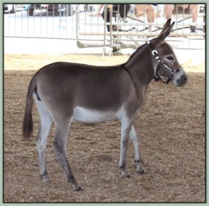 A&B Minis Red Jewel, Reserve Champion High Point Miniature Halter Yearling Jennet in Tennessee!